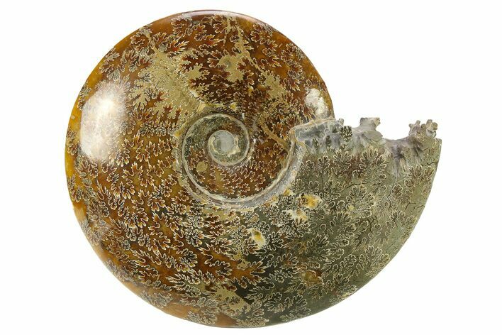 Polished, Agatized Ammonite (Cleoniceras) - Madagascar #281350